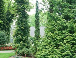 Sting Arborvitae, Thuja Occidentalis
Proven Winners
Sycamore, IL