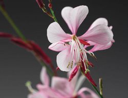 Stratosphere Pink Picotee Gaura, Gaura Lindheimeri
Proven Winners
Sycamore, IL