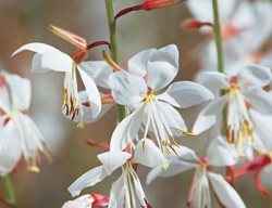 Stratosphere White Gaura, Guara Lindheimeri
Proven Winners
Sycamore, IL