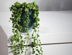 String Of Pearls Plant, Senecio Rowleyanus
Shutterstock.com
New York, NY