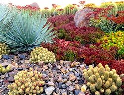 Succulents In Desert Garden
Shutterstock.com
New York, NY