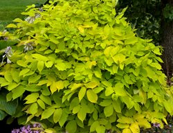 Sun King Aralia, Aralia Cordata, Chartreuse Foliage
Proven Winners
Sycamore, IL