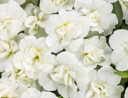 Superbells Double White Calibrachoa, White Calibrachoa, Double Calibrachoa
Proven Winners
Sycamore, IL