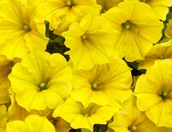 Supertunia Mini Vista Yellow, Petunia Hybrid
Proven Winners
Sycamore, IL