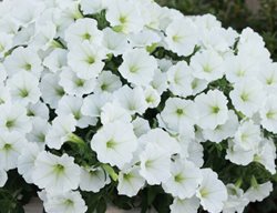 Supertunia Vista Snowdrift Petunia, White Petunia
Proven Winners
Sycamore, IL