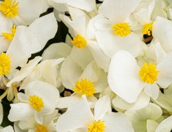 Surefire White Begonia, White Begonia
Proven Winners
Sycamore, IL