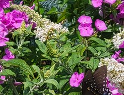 Swallowtail Butterfly In Garden
Garden Design
Calimesa, CA