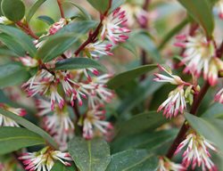 Sweet & Lo Sweet Box, Sarcococca Hookeriana
Proven Winners
Sycamore, IL