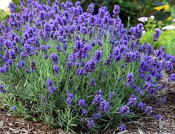 Sweet Romance Lavender, Lavandula Angustifolia
Proven Winners
Sycamore, IL