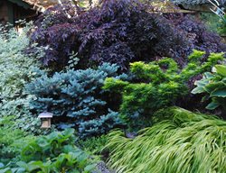 Tanner Garden, Foliage Plants
Garden Design
Calimesa, CA