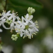 Temple Of Bloom Flowers, Heptacodium Flowers
Proven Winners
Sycamore, IL