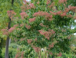 Temple Of Bloom Heptacodium In Fall
Proven Winners
Sycamore, IL