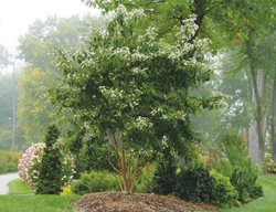 Temple Of Bloom Heptacodium, Seven Son Flower
Proven Winners
Sycamore, IL