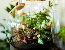 Terrarium With Small Plants
Shutterstock.com
New York, NY