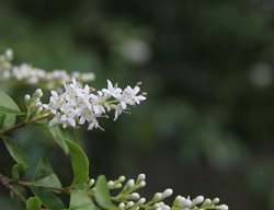 Texas Privet, Ligustrum Japonicum 'texanum'
Shutterstock.com
New York, NY