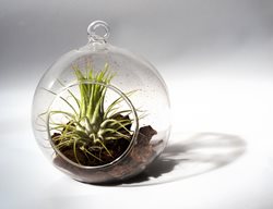 Tillandsia Air Plant
Shutterstock.com
New York, NY