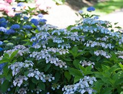 Tiny Tuff Stuff Hydrangea Blue, Mountain Hydrangea
Proven Winners
Sycamore, IL