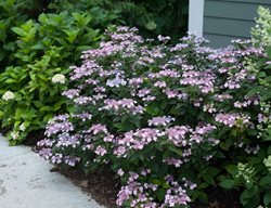 Tiny Tuff Stuff Hydrangea, Hydrangea Serrata
Proven Winners
Sycamore, IL