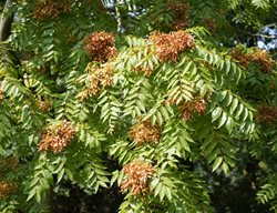 Tree Of Heaven, Ailanthus Altissima
Shutterstock.com
New York, NY