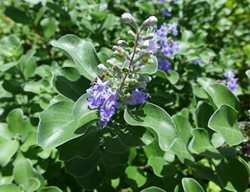 Trifolia Vitex, Vitex Agnus-Castus
Millette Photomedia
