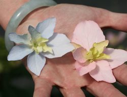 Tuff Stuff Hydrangea Colors, Mountain Hydrangea
Proven Winners
Sycamore, IL