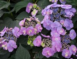 Tuff Stuff Reblooming Mountain Hydrangea, Hydrangea Serrata
Proven Winners
Sycamore, IL