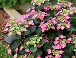 Tuff Stuff Top Fun Mountain Hydrangea, Hydrangea Serrata
Proven Winners
Sycamore, IL