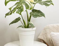 Variegated Monstera, Monstera Deliciosa
Proven Winners
Sycamore, IL