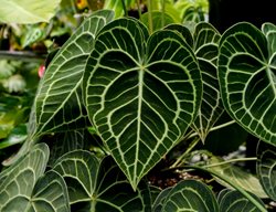 Velvet Cardboard Anthurium, Anthurium Clarinervium
Shutterstock.com
New York, NY