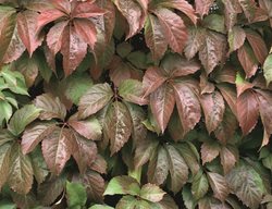 Virginia Creeper, Clay Soil Vine
Proven Winners
Sycamore, IL