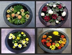 Water Bowls With Flowers
Garden Design
Calimesa, CA