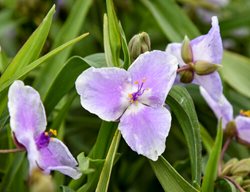 Webmaster Tradescantia, Tradescantia Hybrid
Proven Winners
Sycamore, IL