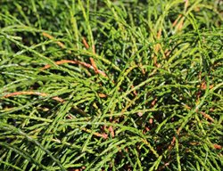 Whipcord Western Red Cedar, Thuja Plicata
Shutterstock.com
New York, NY