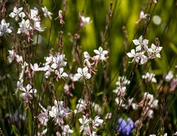 Whirling Butterflies Gaura, Gaura Lindheimeri
Shutterstock.com
New York, NY