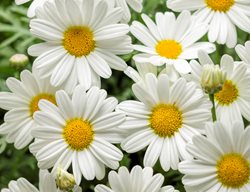 White Butterfly Marguerite Daisy, Argyranthemum Frutescens
Proven Winners
Sycamore, IL