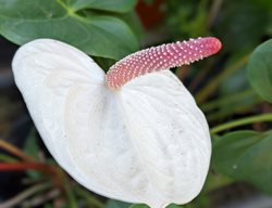 White Heart Anthurium, Anthurium Andreanum 'white Heart'
Shutterstock.com
New York, NY