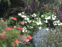 White & Pink Shrubs
Garden Design
Calimesa, CA