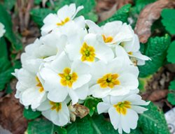 White Primrose Flowers, Primula
Shutterstock.com
New York, NY