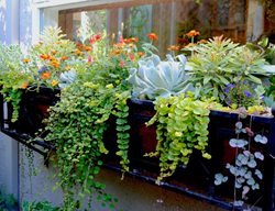 Window Box
Garden Design
Calimesa, CA