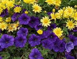 Yellow Daisy And Purple Petunia
Proven Winners
Sycamore, IL