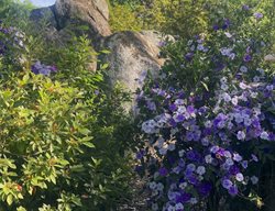 Yesterday-Today-Tomorrow Plant, Brunfelsia Grandiflora
Garden Design
Calimesa, CA