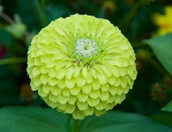 Zinnia 'green Envy'
Garden Design
Calimesa, CA