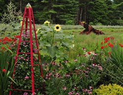 02_red_tuteur_crocosmia_echinacea_sunflower_pampenick_bedrockgardens
Top Garden Ideas
Bedrock Gardens
Lee, NH