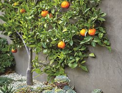 Citrus Tree, Tangerines, Succulents, Espalier
Top Garden Ideas
Scott Shrader
West Hollywood, CA