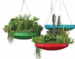 Dish Gardens