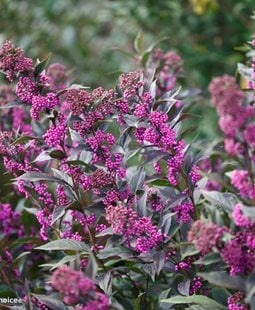 Pearl Glam Beauty Berry