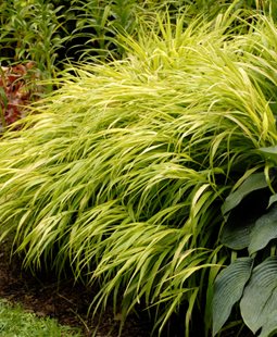 All Gold Japanese Forest Grass, Hakonechloa Macra
Ornamental Grasses in Pots 
Proven Winners
Sycamore, IL