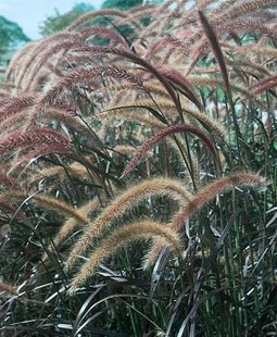 Purple Fountain Grass, Pennisetum Setaceum 'rubrum', Ornamental Grass
Ornamental Grasses in Pots 
Proven Winners
Sycamore, IL