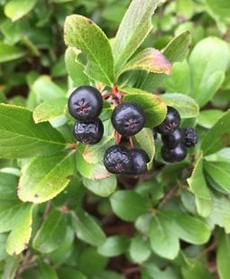 Low Scape Mound Chokeberry