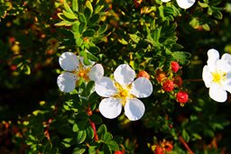 Deer Resistant Plants: 20 Deer Proof Shrubs, Flowers ...